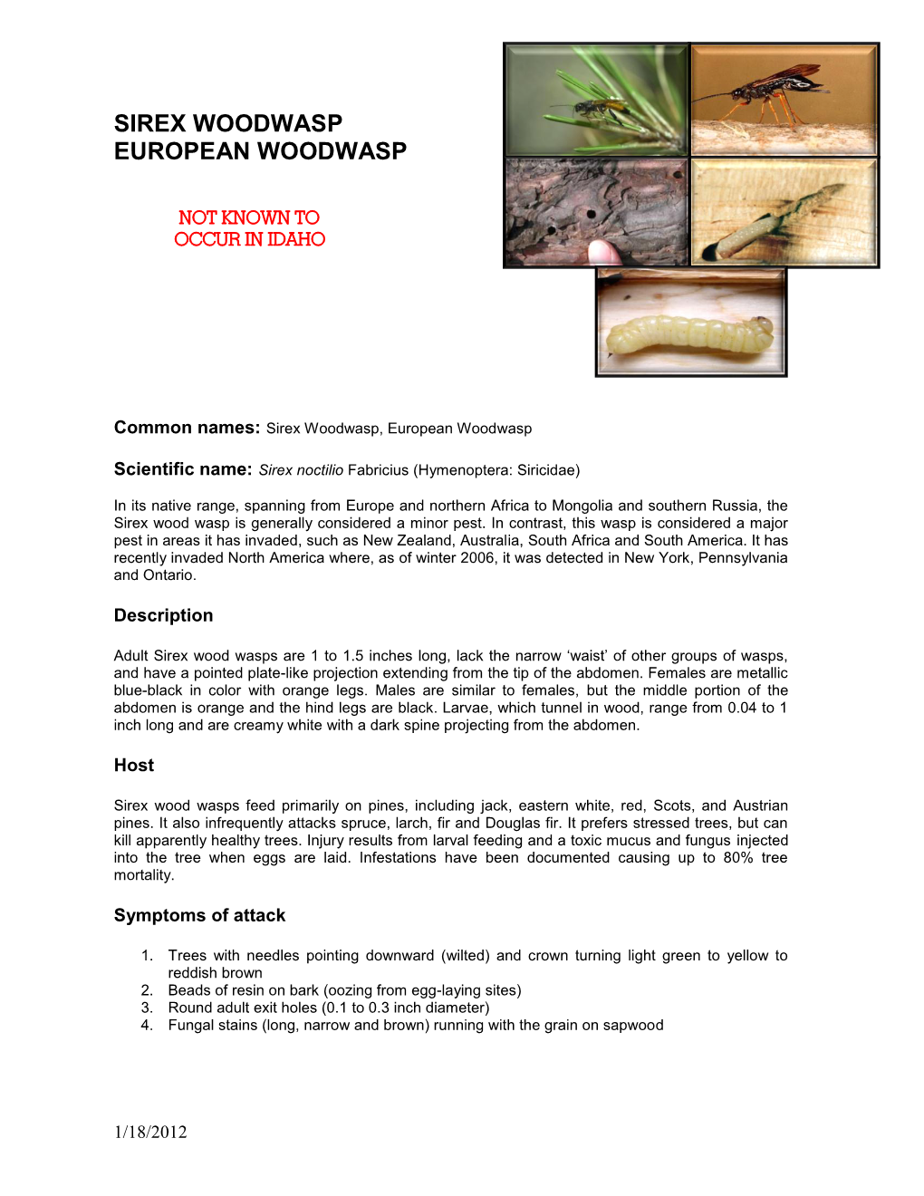 Sirex Woodwasp European Woodwasp