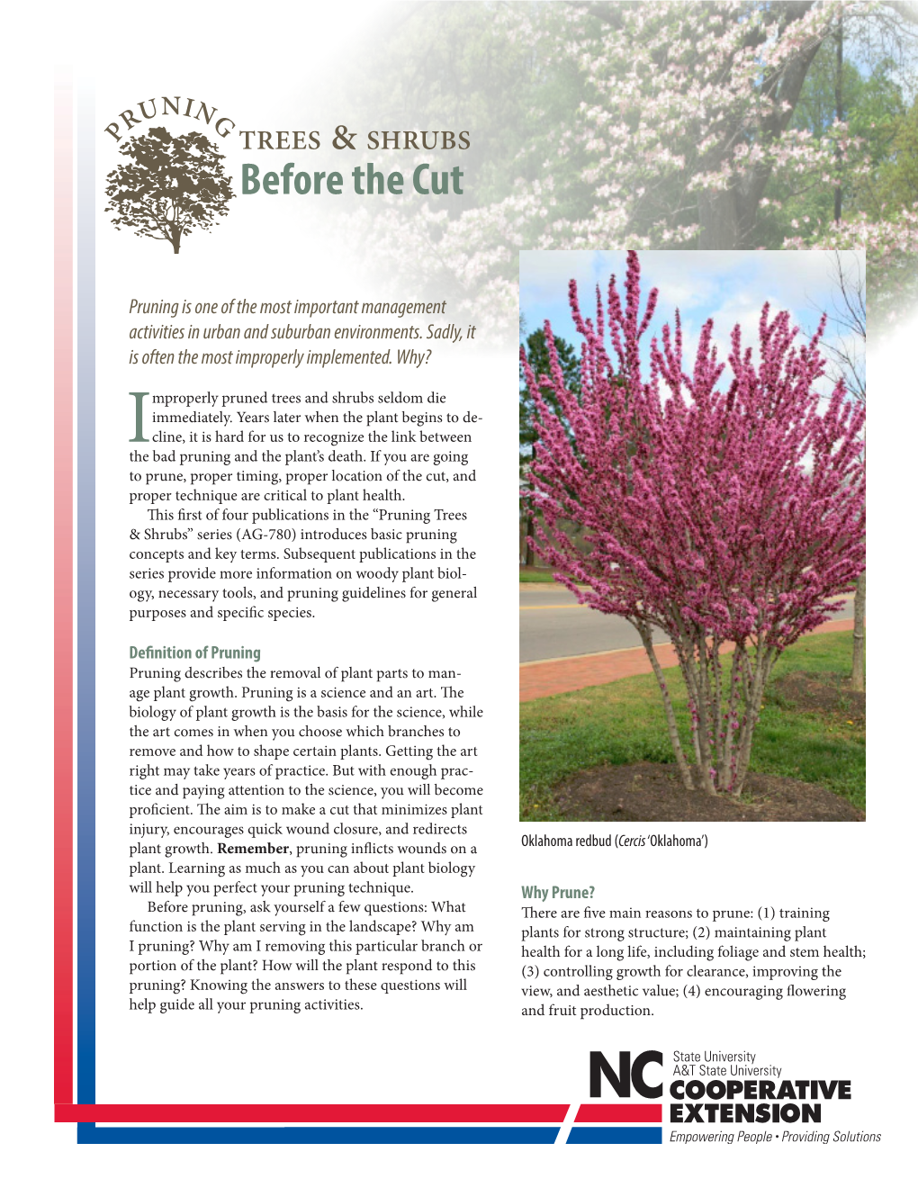 Pruning Trees & Shrubs