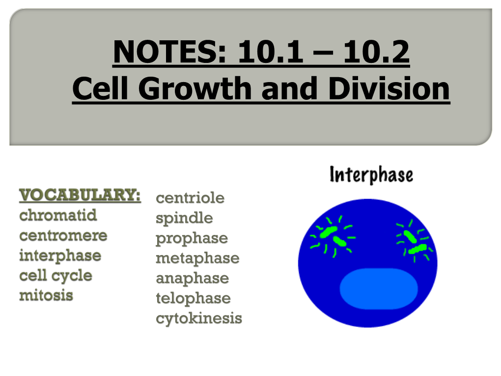 Chromatid Centromere Interphase Cell Cycle Mitosis Prophase Centriole