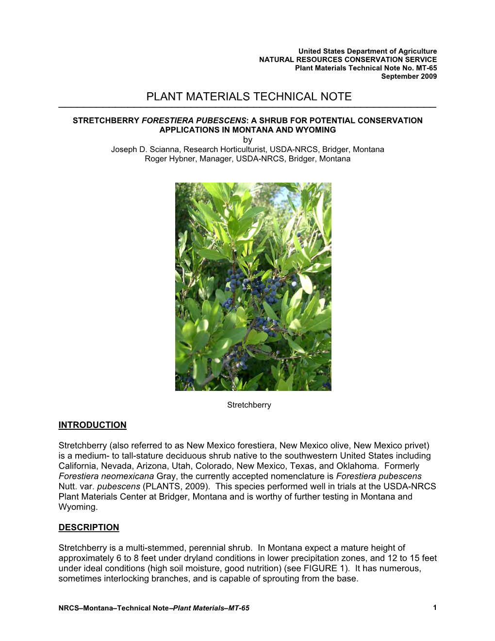 STRETCHBERRY FORESTIERA PUBESCENS: a SHRUB for POTENTIAL CONSERVATION APPLICATIONS in MONTANA and WYOMING by Joseph D