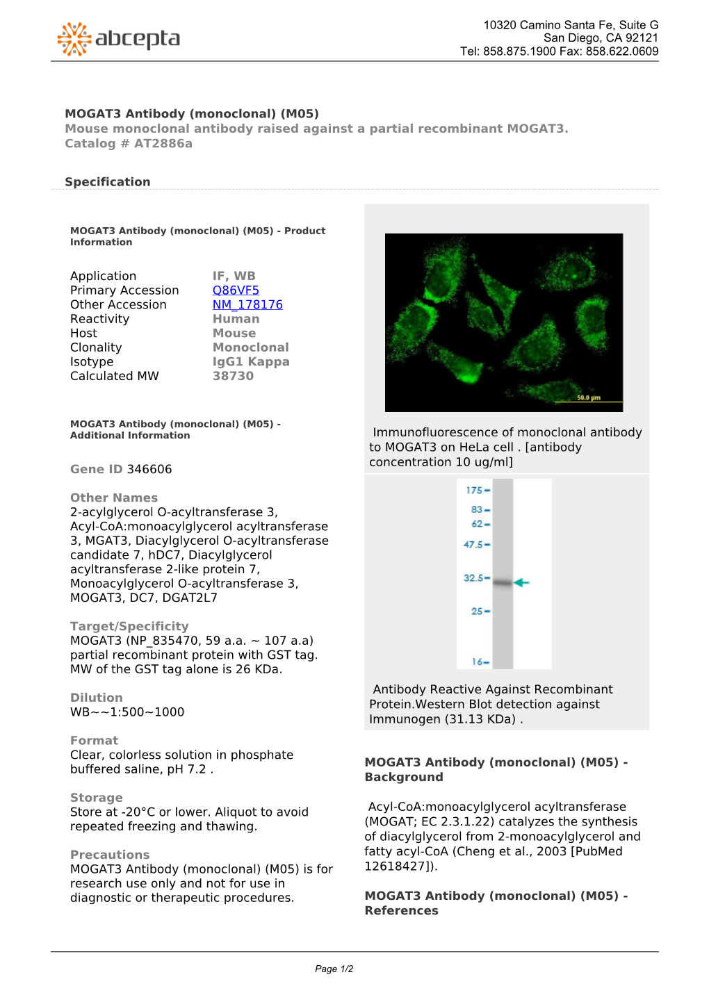 MOGAT3 Antibody (Monoclonal) (M05) Mouse Monoclonal Antibody Raised Against a Partial Recombinant MOGAT3