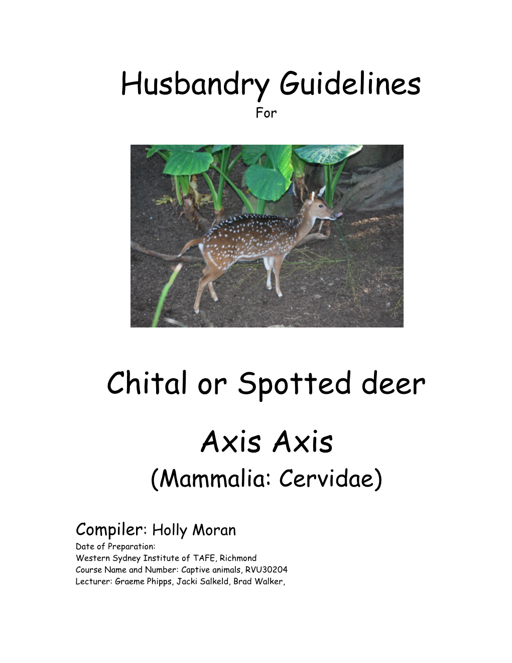 Spotted Deer