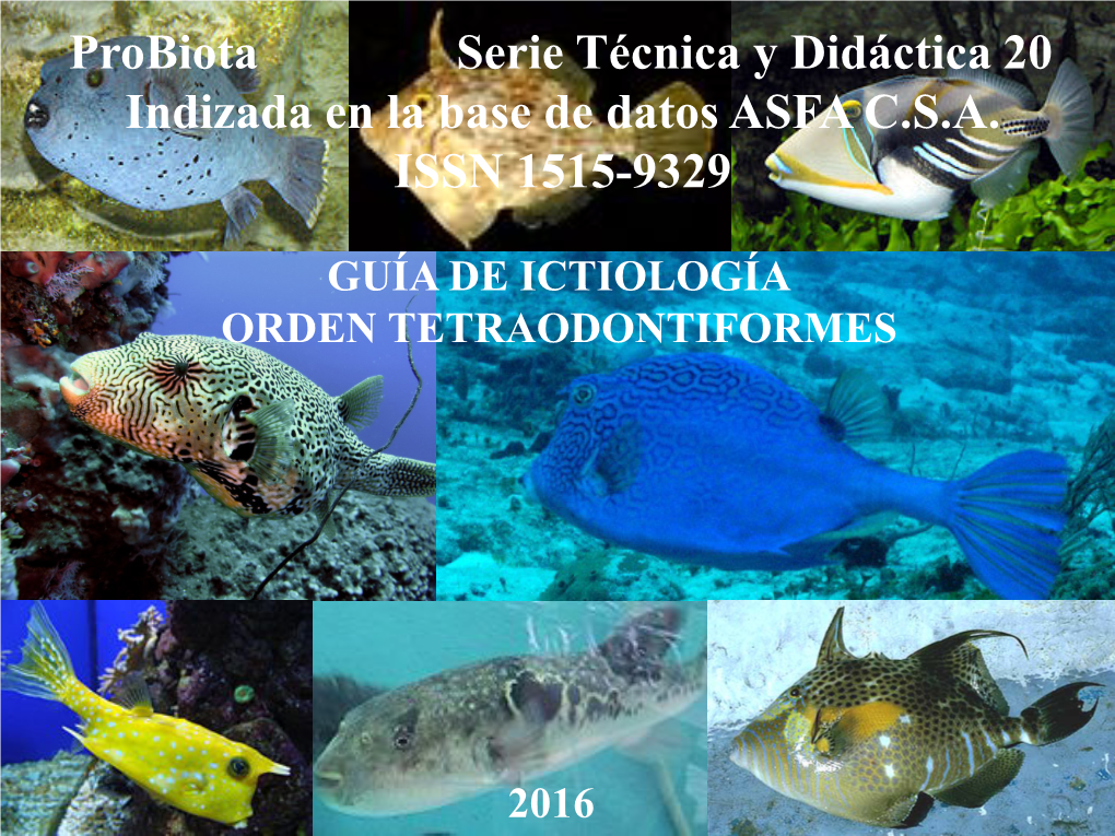 Orden Tetraodontiformes