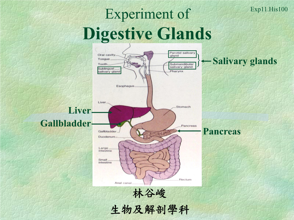 Digestive Glands