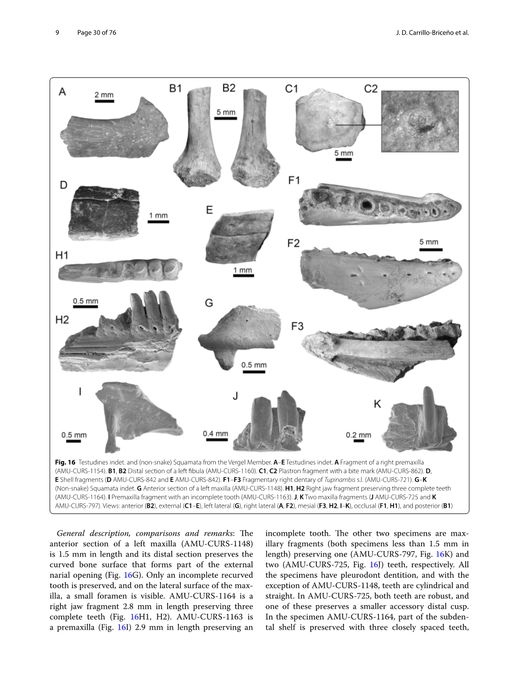 General Description, Comparisons and Remarks: Te Incomplete Tooth