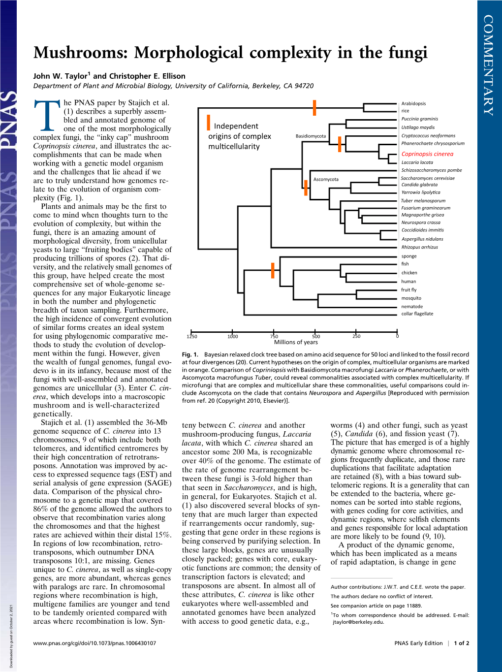 Mushrooms: Morphological Complexity in the Fungi