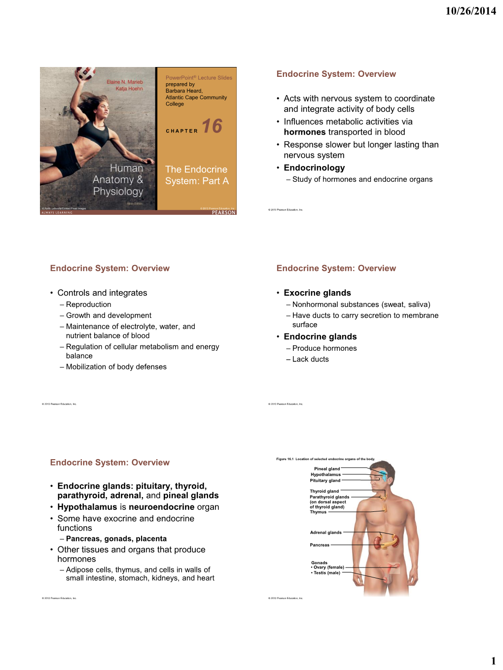 Human Anatomy & Physiology the Endocrine System: Part A