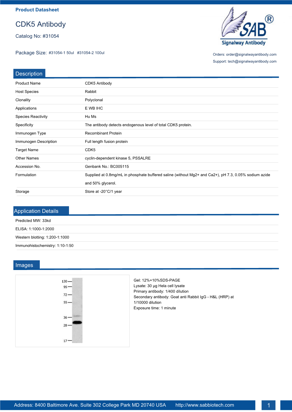 CDK5 Antibody