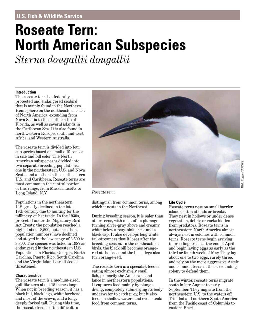 Roseate Tern: North American Subspecies Sterna Dougallii Dougallii