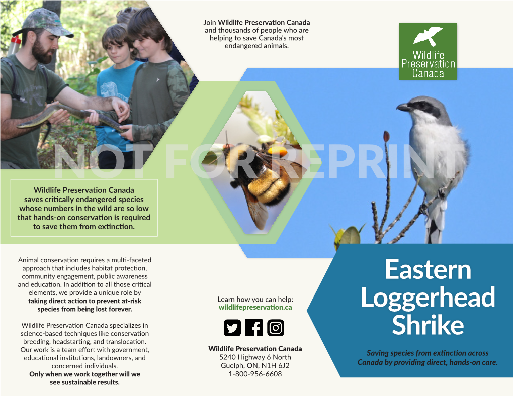 Eastern Loggerhead Shrike