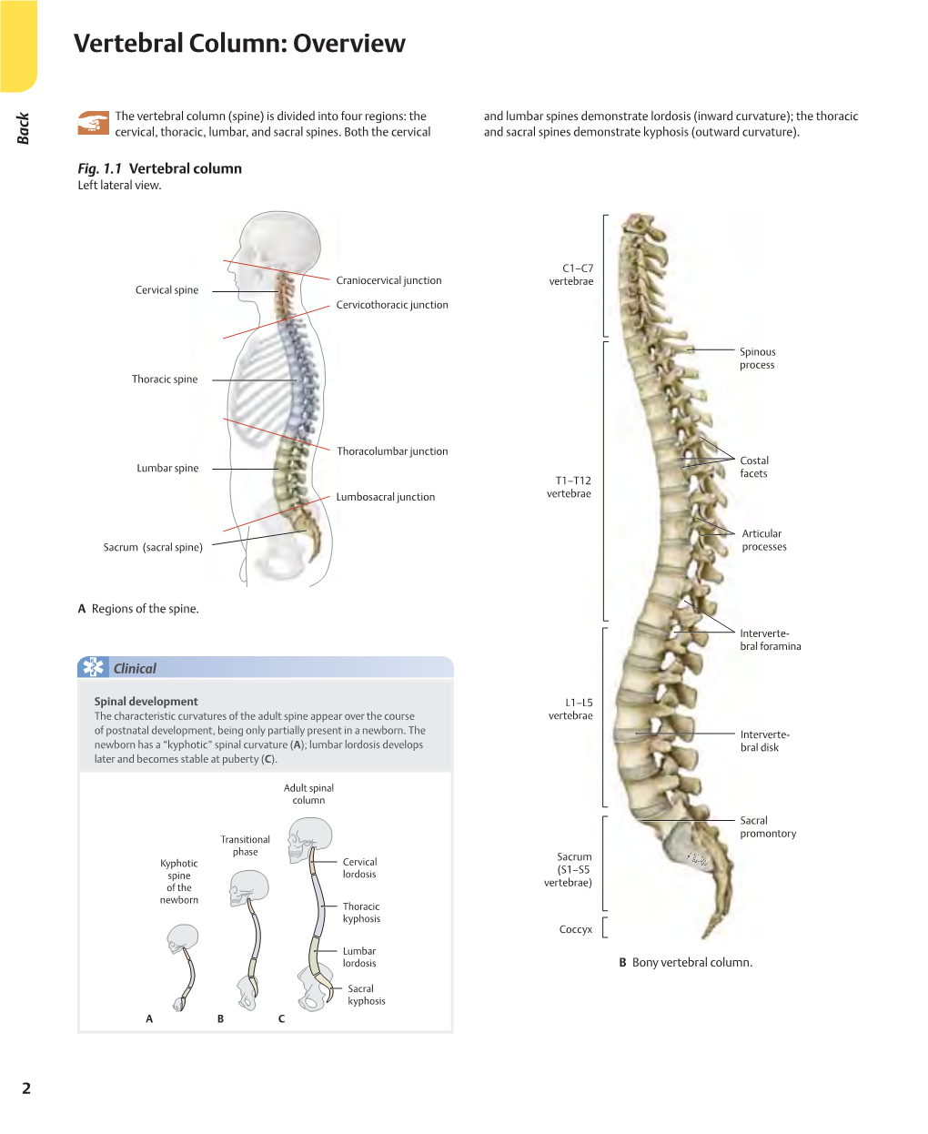 Vertebral Column: Overview