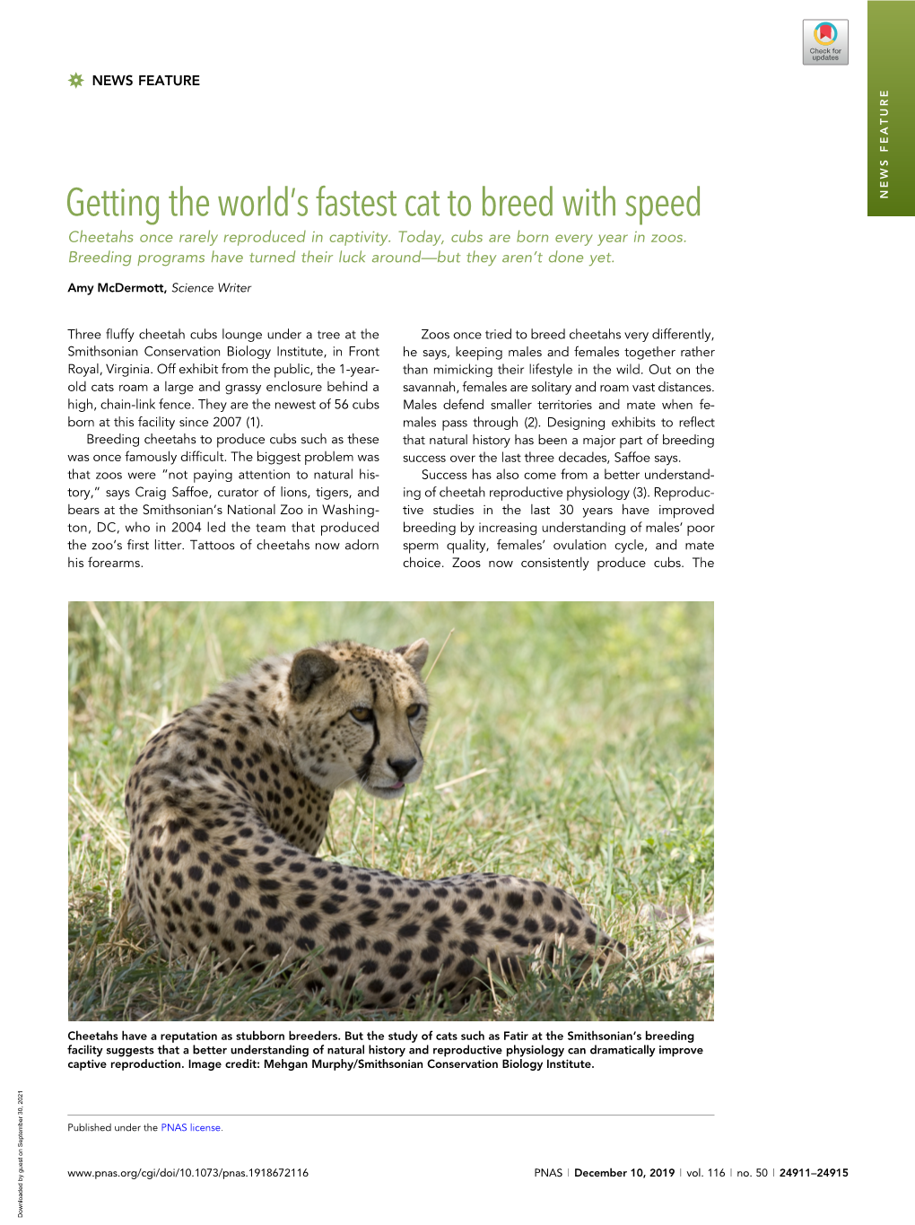 News Feature: Getting the World's Fastest Cat to Breed with Speed