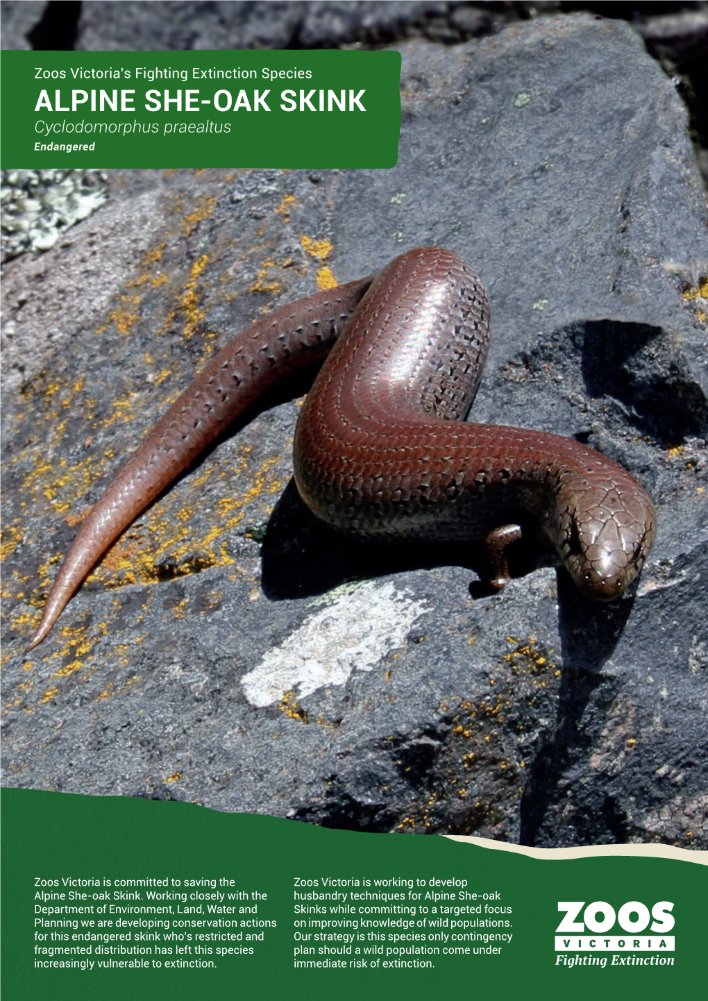 ALPINE SHE-OAK SKINK Cyclodomorphus Praealtus Endangered