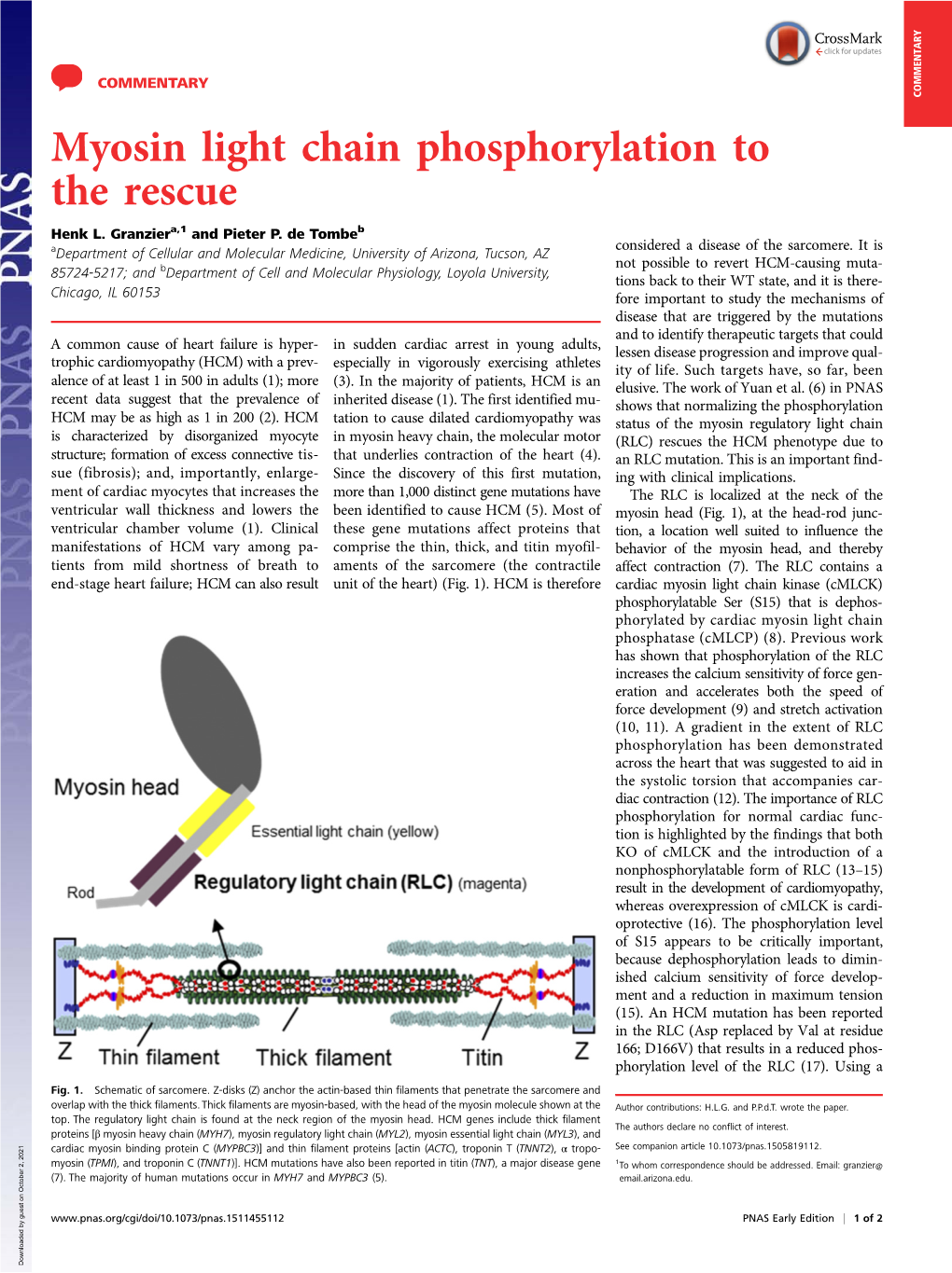 Myosin Light Chain Phosphorylation to the Rescue Henk L