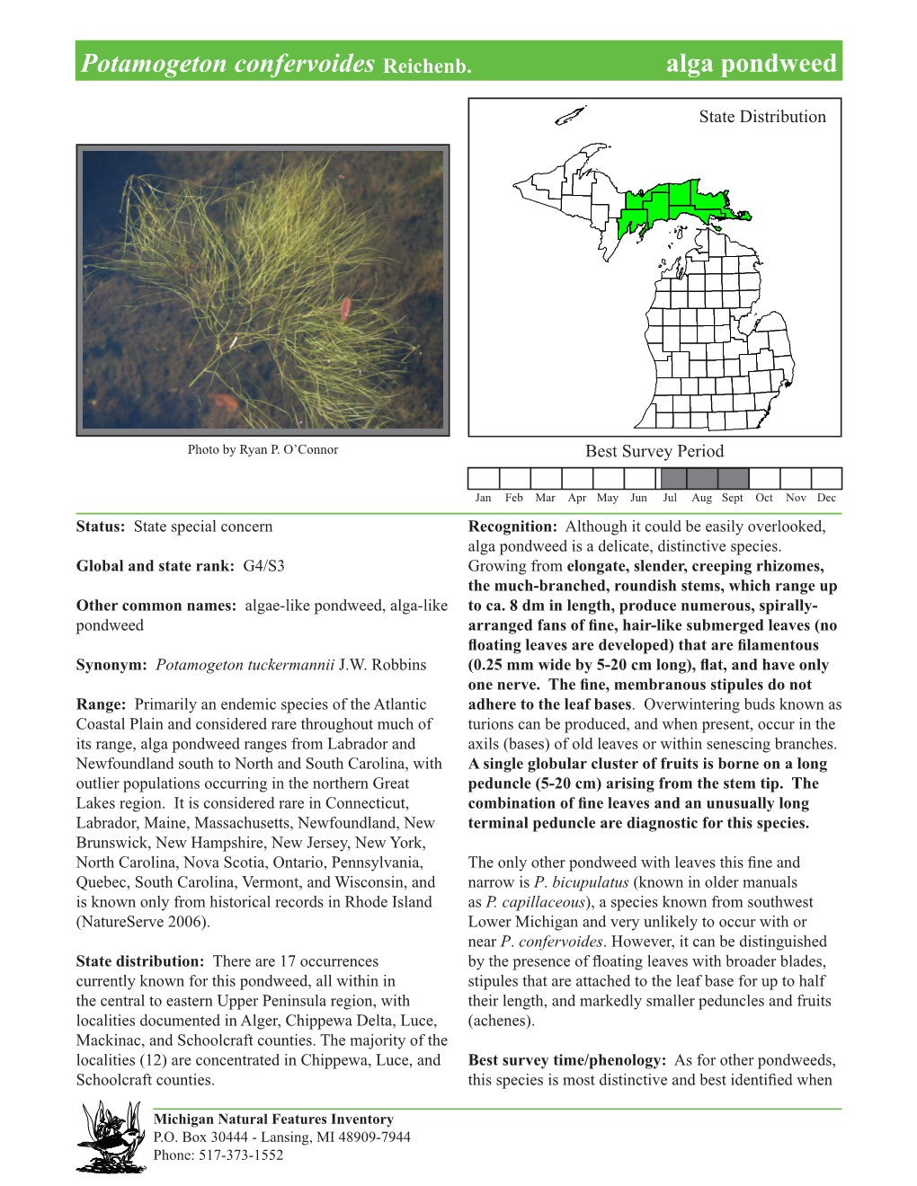 Potamogeton Confervoides Reichenb. Alga Pondweed