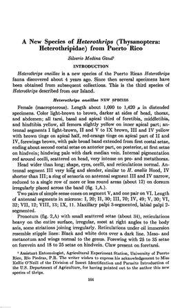 Thysanoptera: Heterothripidae