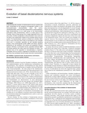 Evolution of Basal Deuterostome Nervous Systems