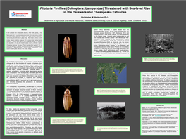 Photuris Fireflies (Coleoptera: Lampyridae) Threatened with Sea-Level Rise in the Delaware and Chesapeake Estuaries