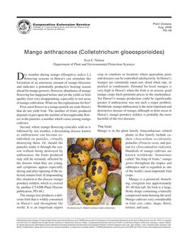 Mango Anthracnose (Colletotrichum Gloeosporioides)