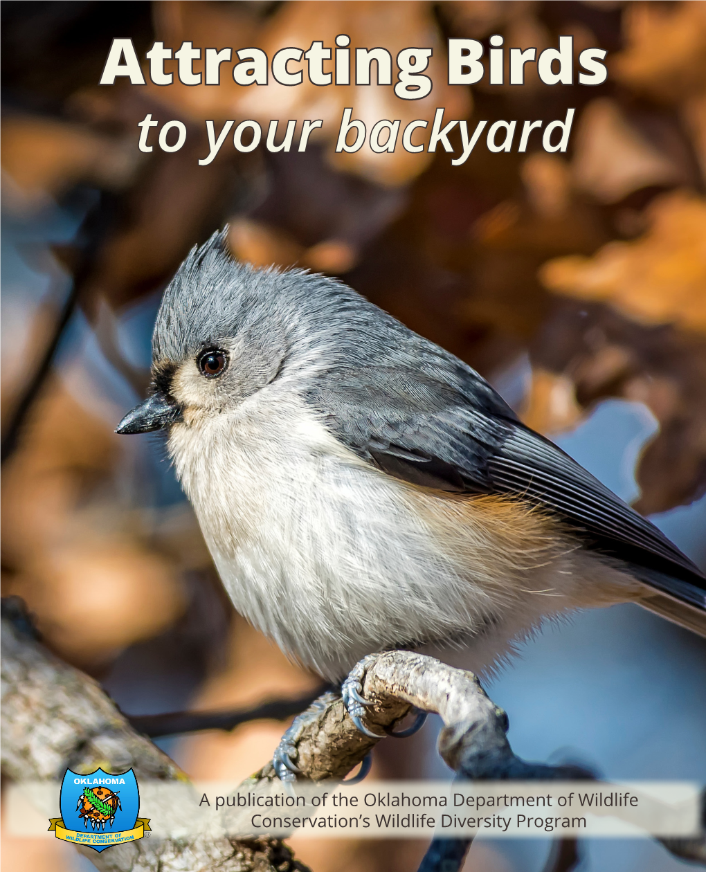 Attracting Birds to Your Backyard