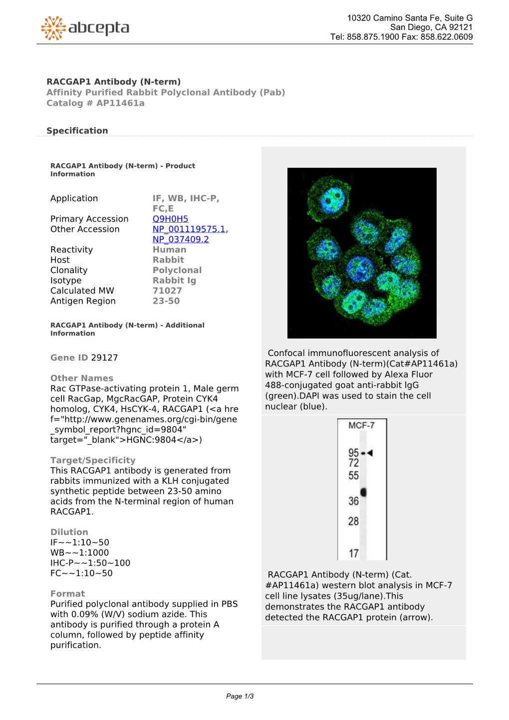 RACGAP1 Antibody (N-Term) Affinity Purified Rabbit Polyclonal Antibody (Pab) Catalog # Ap11461a