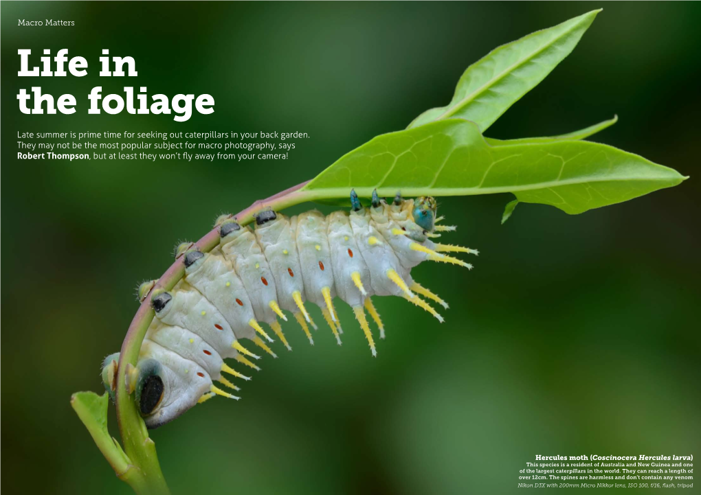 Life in the Foliage Late Summer Is Prime Time for Seeking out Caterpillars in Your Back Garden