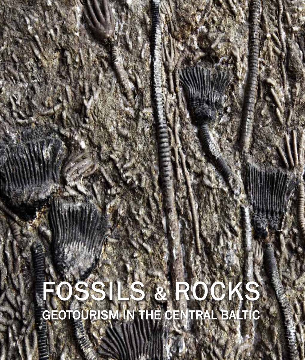 Fossils &Rocks