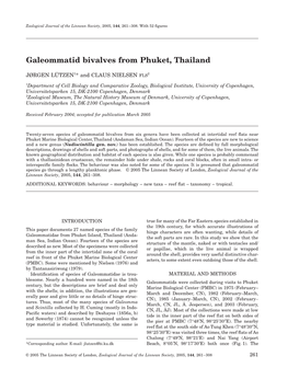 Galeommatid Bivalves from Phuket, Thailand