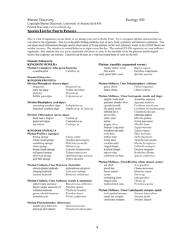 9 Marine Discovery Ecology 450 Species List for Puerto Penasco