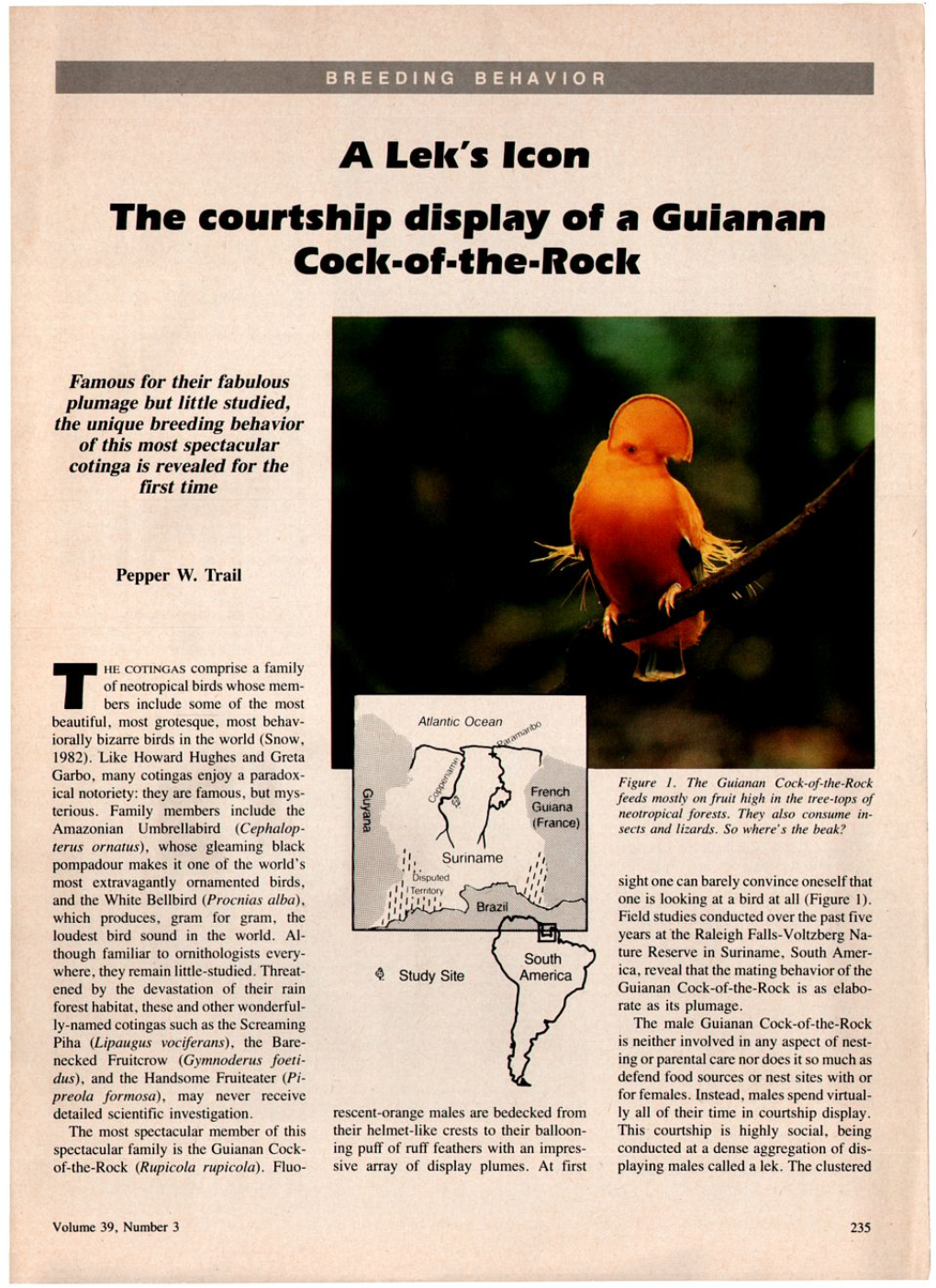 S Icon the Courtship Display of a Guianan Cock-Of-The-Rock