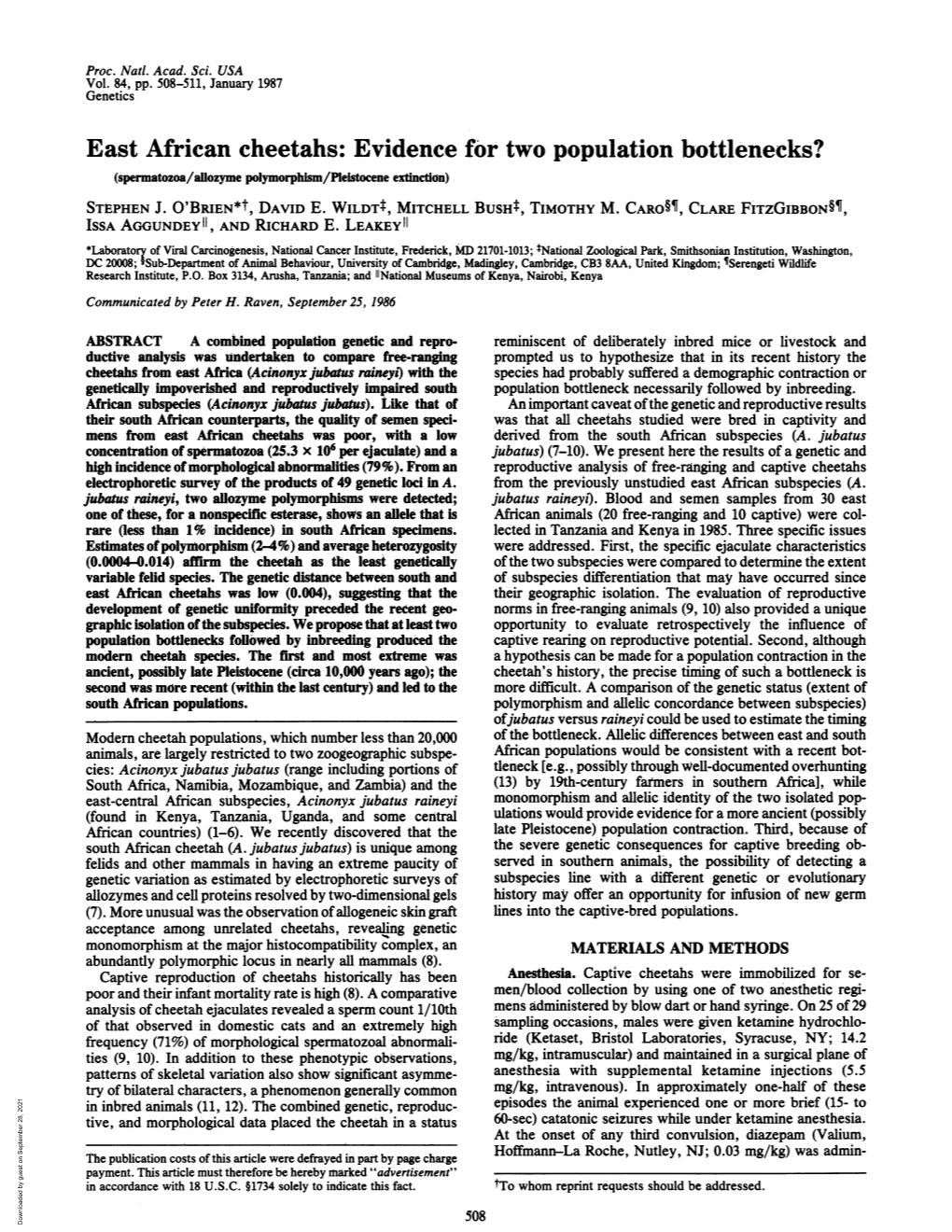 East African Cheetahs: Evidence for Two Population Bottlenecks? (Spermatozoa/Aflozyme Polymorphism/Pleistocene Extinction) STEPHEN J