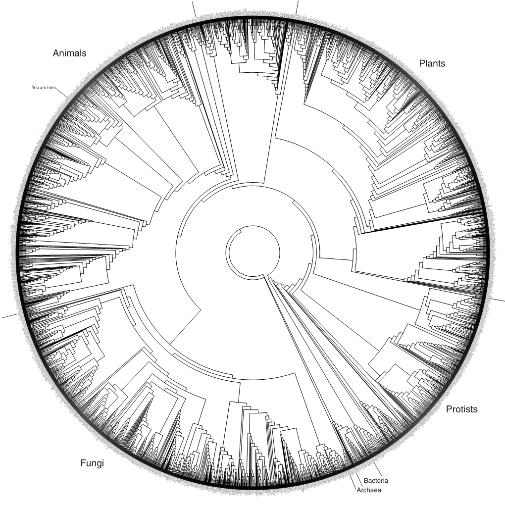 Archaea Bacteria