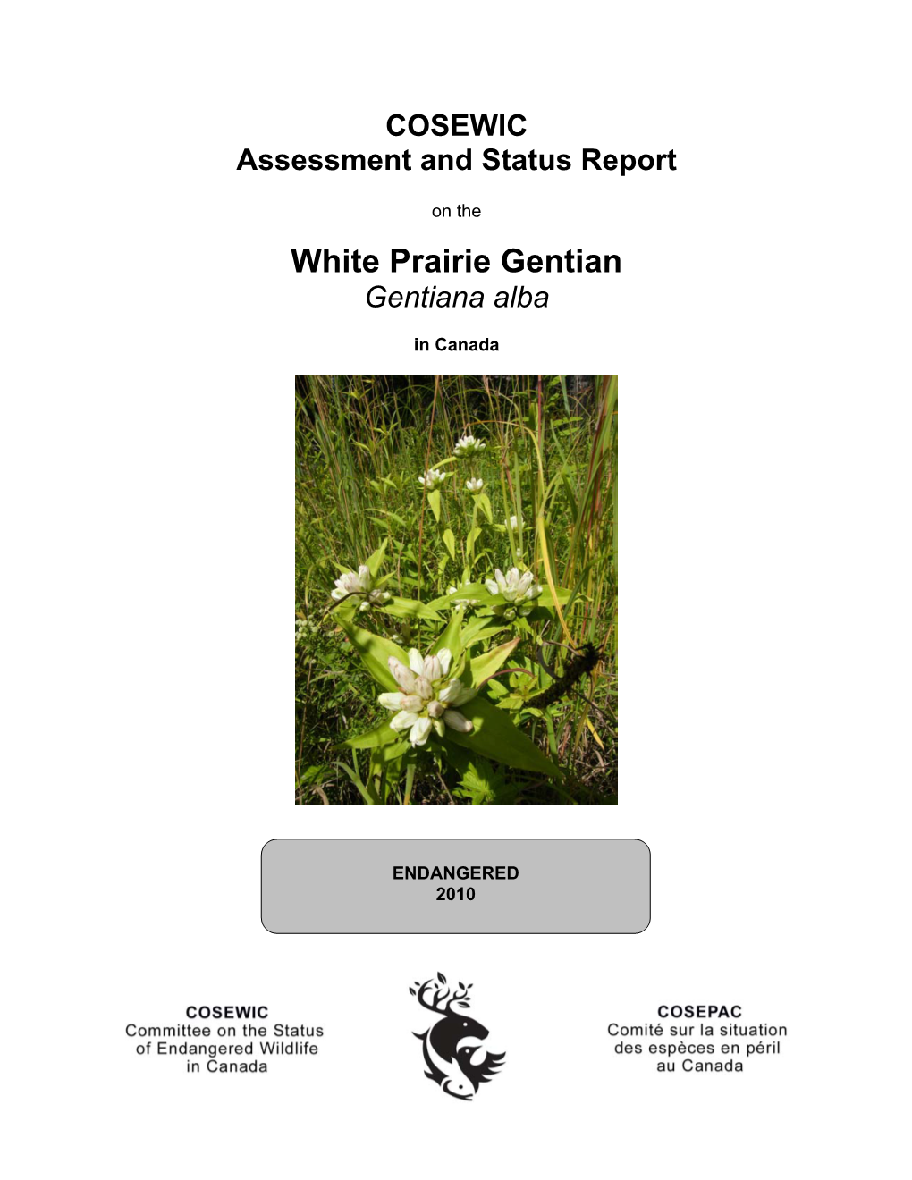 White Prairie Gentian (Gentiana Alba) Is a Perennial Plant That Grows up to 1 M Tall, with a Long, Thick Taproot and a Stout, Smooth Unbranched Stem