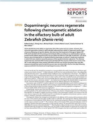 Dopaminergic Neurons Regenerate Following Chemogenetic Ablation in the Olfactory Bulb of Adult Zebrafish (Danio Rerio)