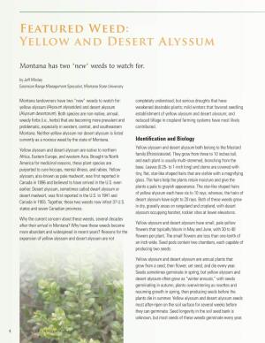 Yellow and Desert Alyssum
