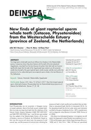 New Finds of Giant Raptorial Sperm Whale Teeth (Cetacea, Physeteroidea) from the Westerschelde Estuary (Province of Zeeland, the Netherlands)