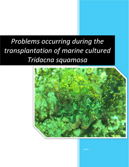 Problems Occurring During the Transplantation of Marine Cultured Tridacna Squamosa