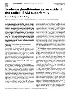 S-Adenosylmethionine As an Oxidant: the Radical SAM Superfamily