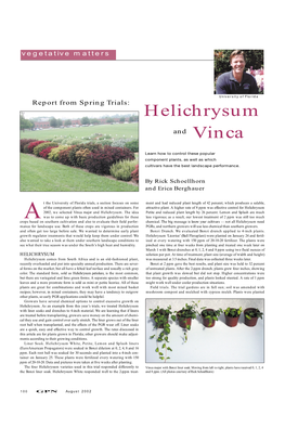 Helichrysum Vinca