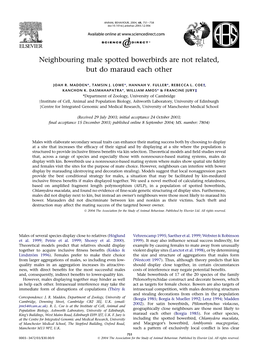 Neighbouring Male Spotted Bowerbirds Are Not Related, but Do Maraud Each Other