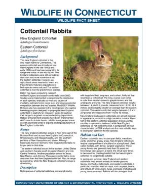 Cottontail Rabbits Fact Sheet