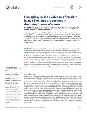 Homoplasy in the Evolution of Modern Human- Like Joint Proportions in Australopithecus Afarensis