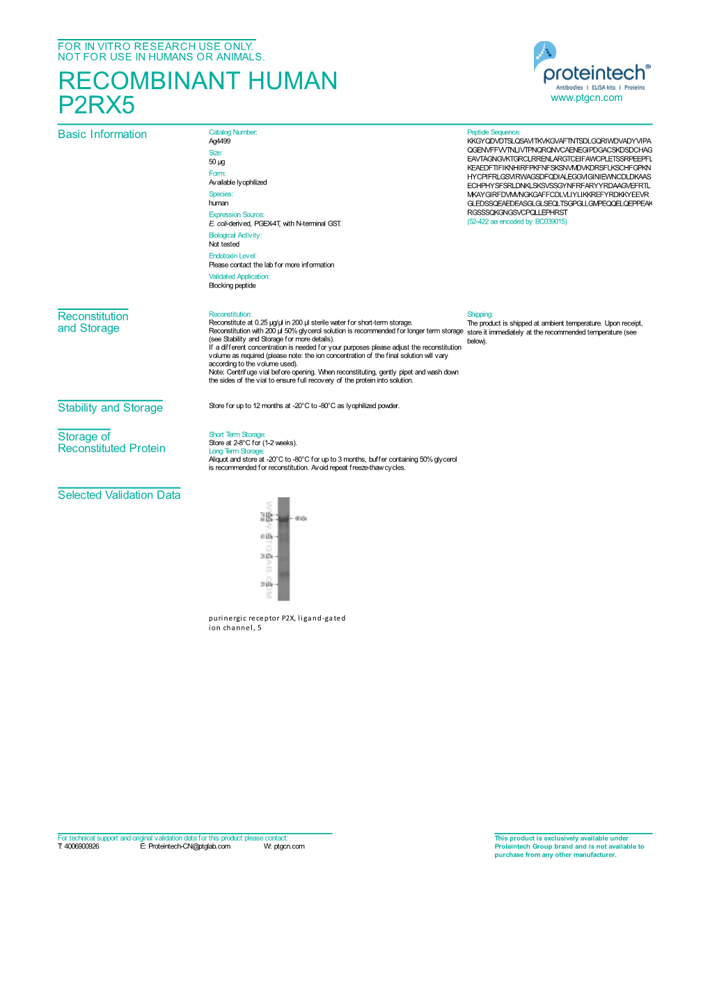 Recombinant Human P2rx5