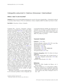 Arecaceae: Calamoideae)