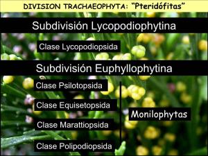 DIVISION TRACHAEOPHYTA: “Pteridófitas” Subdivisión Lycopodiophytina
