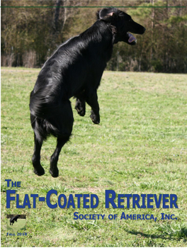 Conditioning the Flat Coated Retriever by Bertschire Flat Coated Retrievers