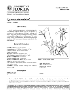 Dwarf Umbrella Sedge (Cyperus Albostriatus)