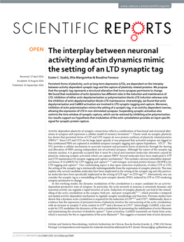 The Interplay Between Neuronal Activity and Actin Dynamics Mimic the Setting of an LTD Synaptic Tag Received: 27 April 2016 Eszter C