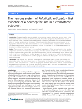 The Nervous System of Paludicella Articulata - First Evidence of a Neuroepithelium in a Ctenostome Ectoproct Anna V Weber, Andreas Wanninger and Thomas F Schwaha*