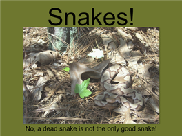 No, a Dead Snake Is Not the Only Good Snake! Snakes of Beaufort County